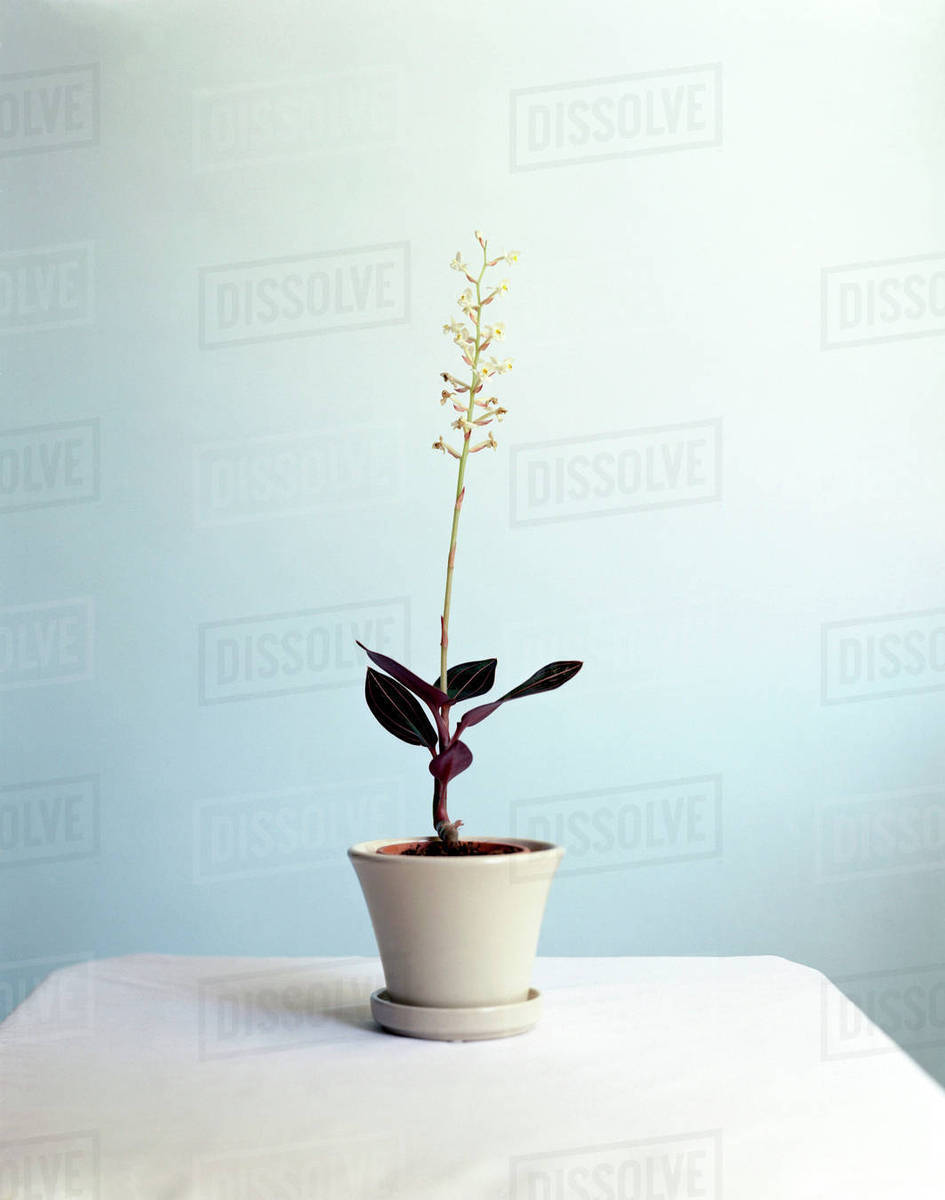 Jewel orchid growing in flower pot Stock Photo Dissolve