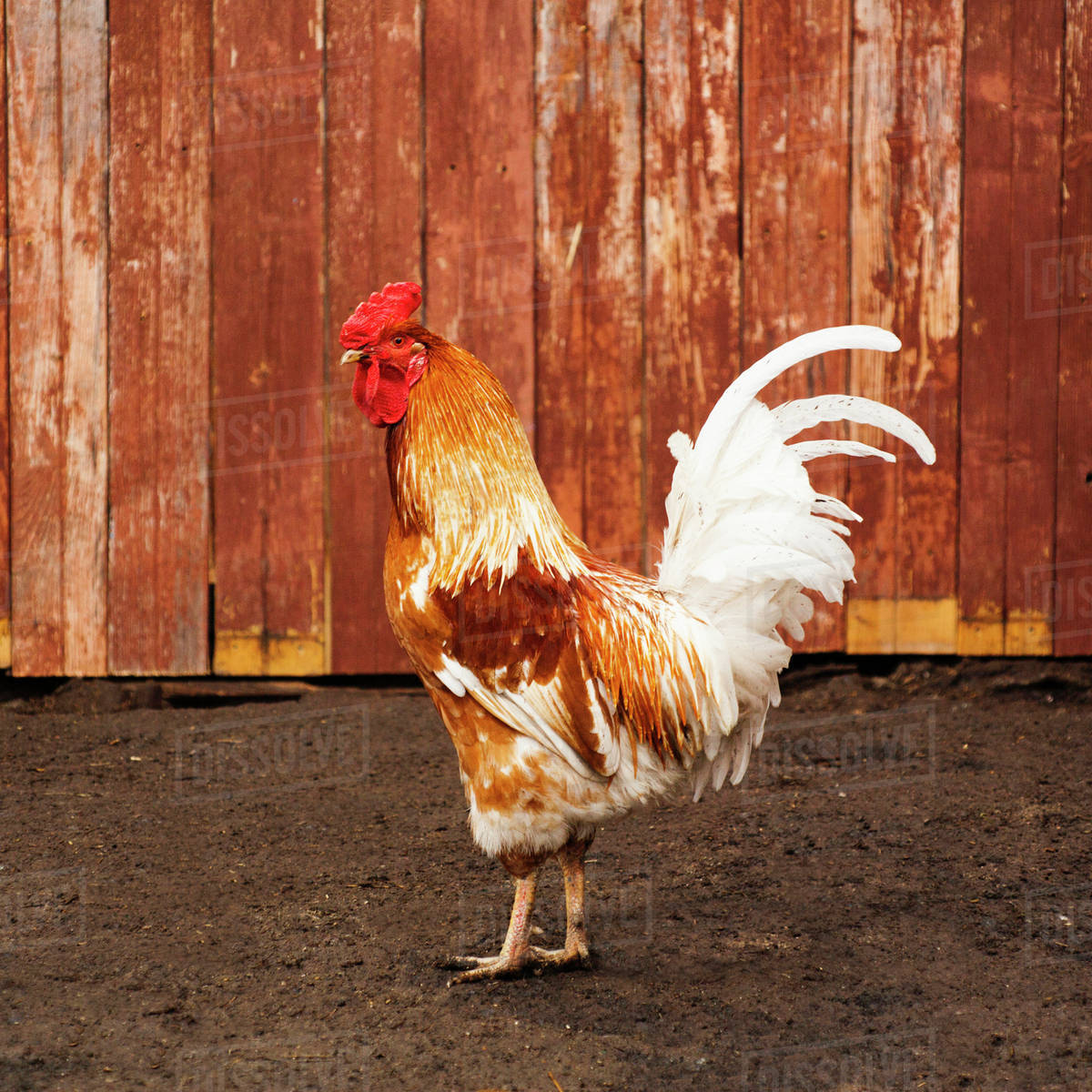 Rooster standing in dirt yard Stock Photo Dissolve