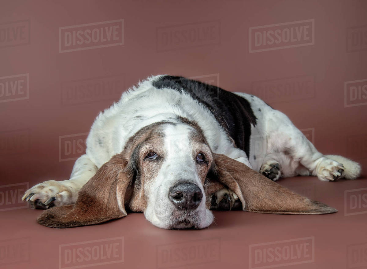 Portrait of dog laying on floor Royalty-free Stock Photo Dissolve
