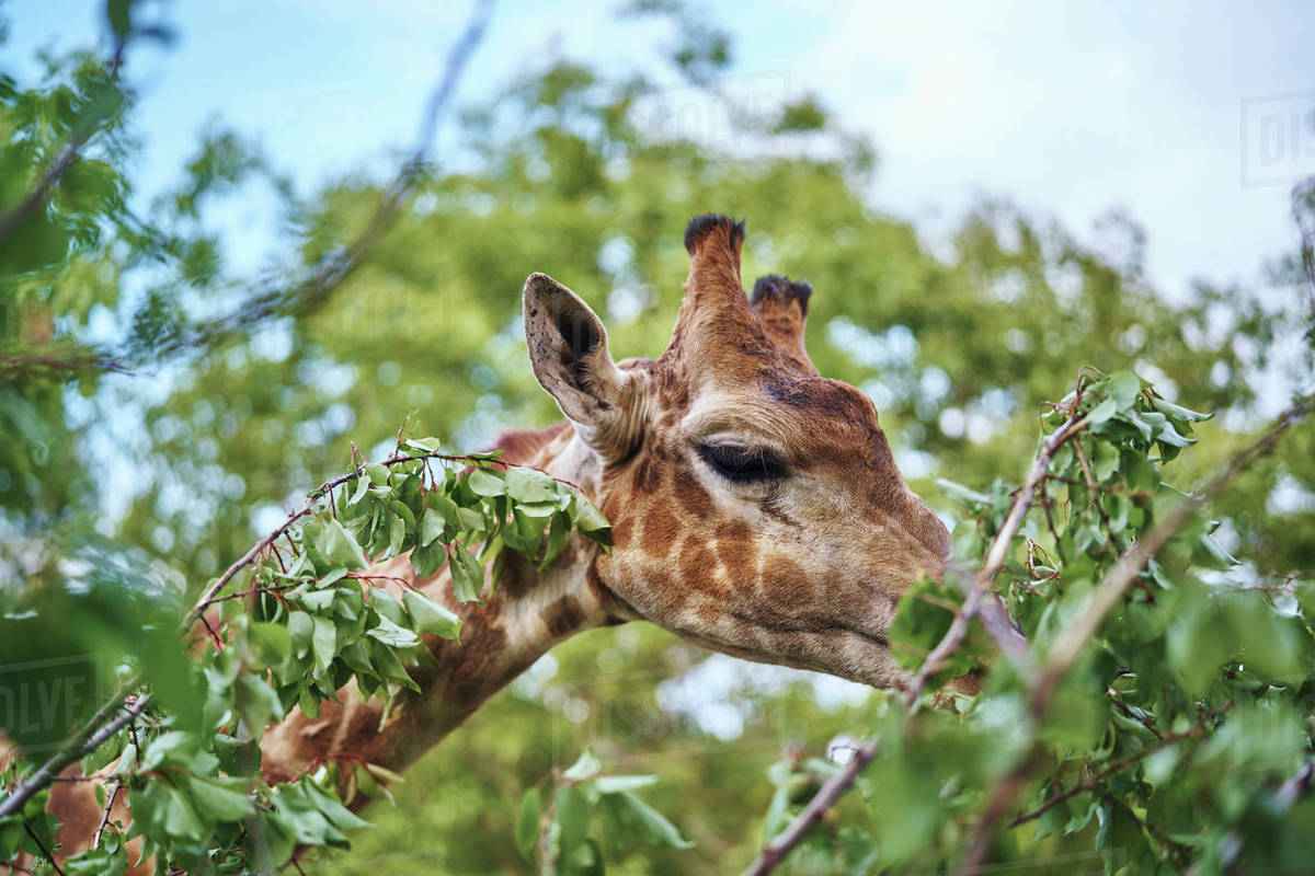 Giraffe eating leaves on branch Stock Photo Dissolve
