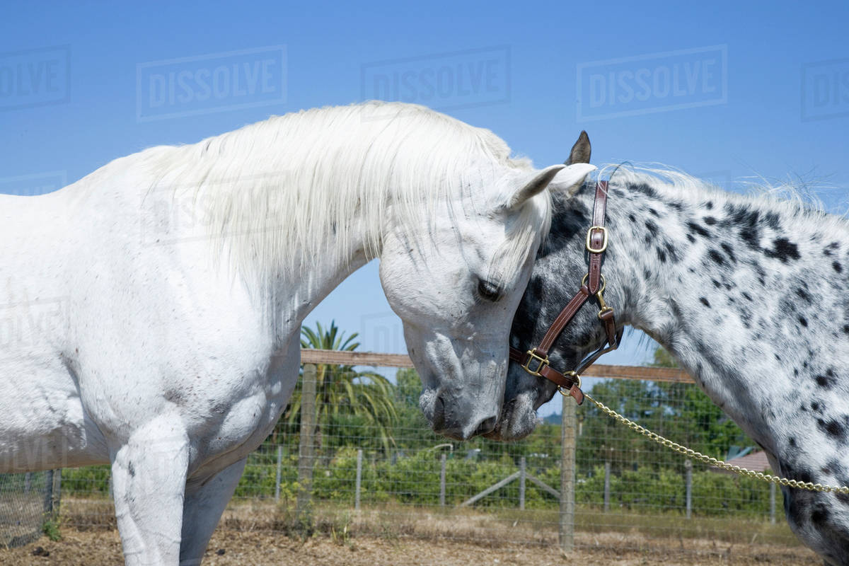 Horses touching cheeks on ranch Stock Photo Dissolve