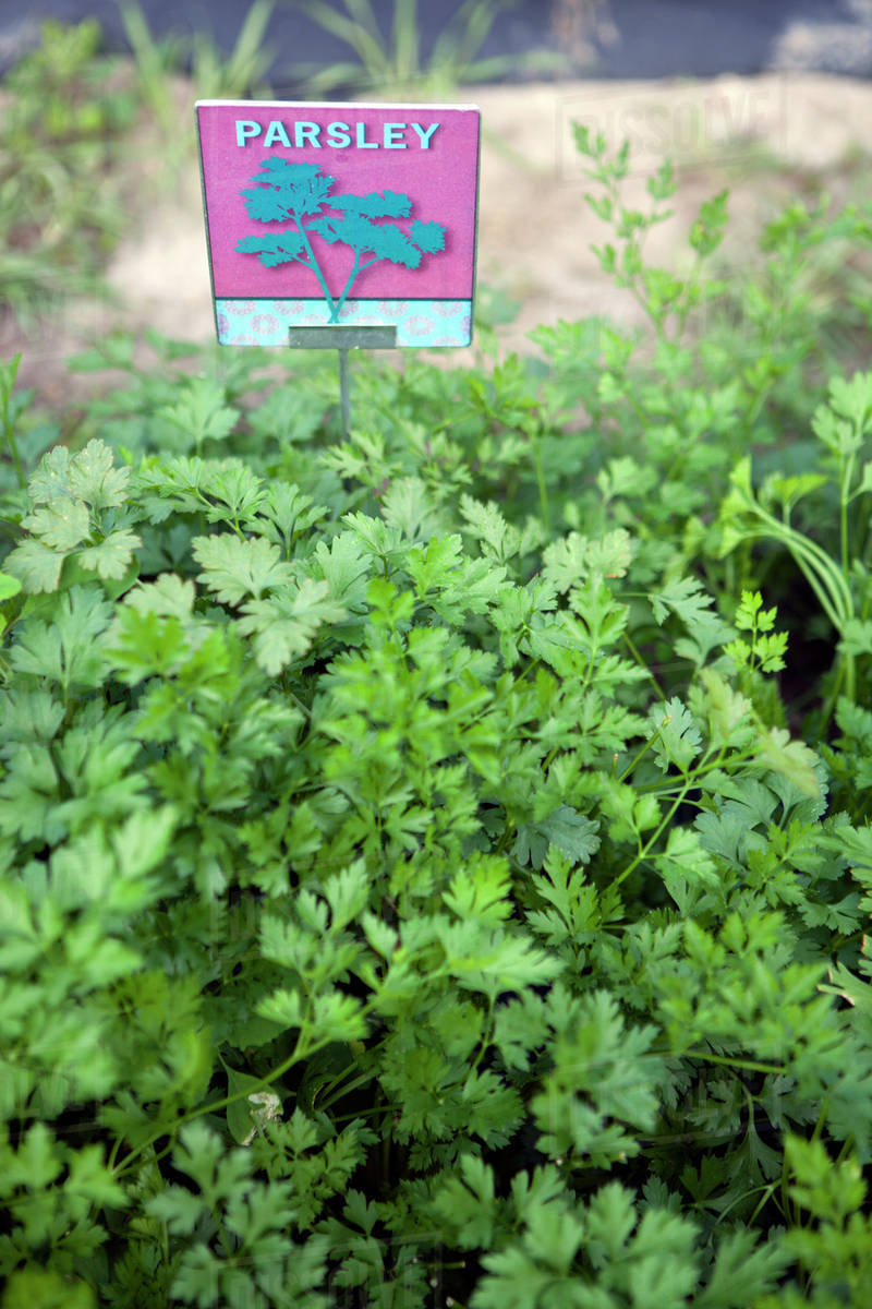 Close up of parsley growing outdoors Stock Photo Dissolve