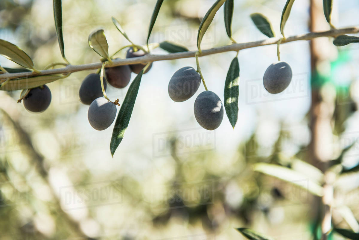 Olives growing on tree branch Stock Photo Dissolve