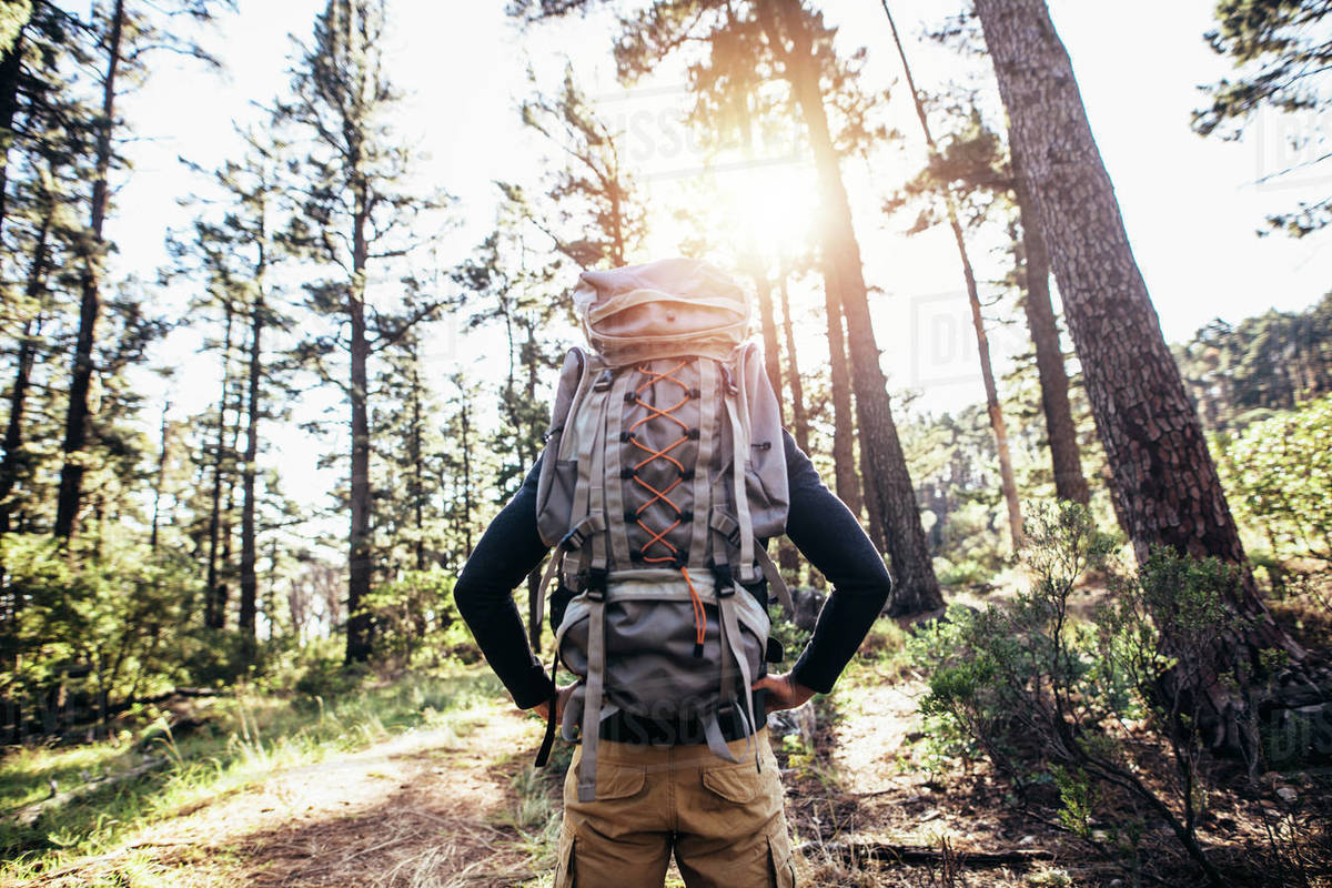 Man Wearing A Hiker Backpack Walking On Forest Trail Rear View Of