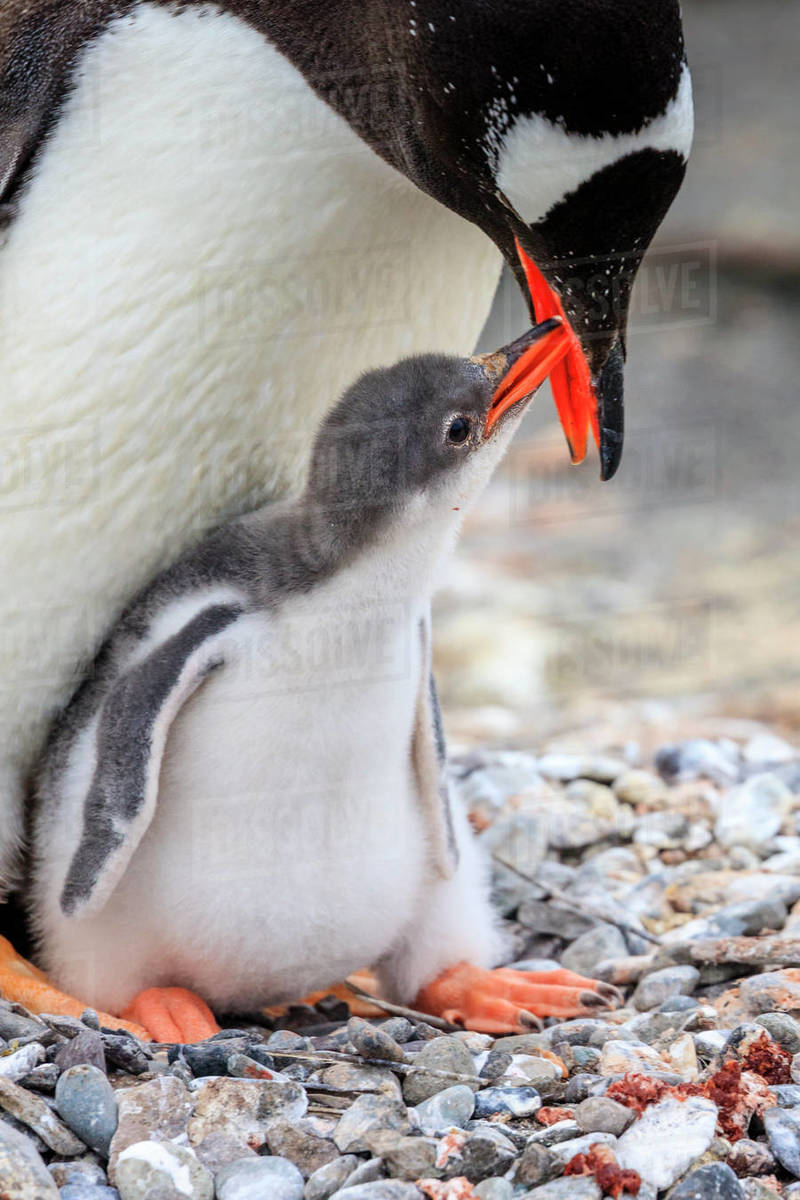 Gentoo Penguins (Pygoscelis papua) mother feeding chick at Neko Harbor