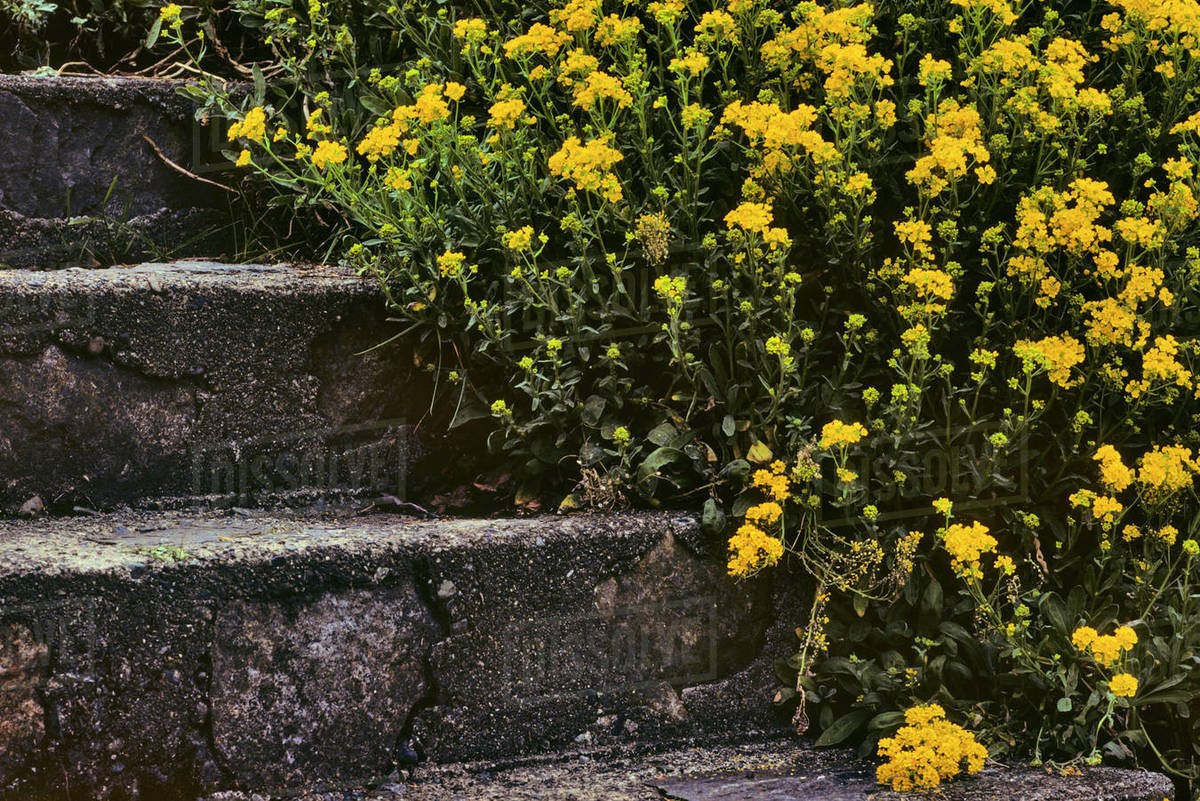Canada, British Columbia, Vancouver Island, Oak Bay, Yellow flowers growing on old steps Stock