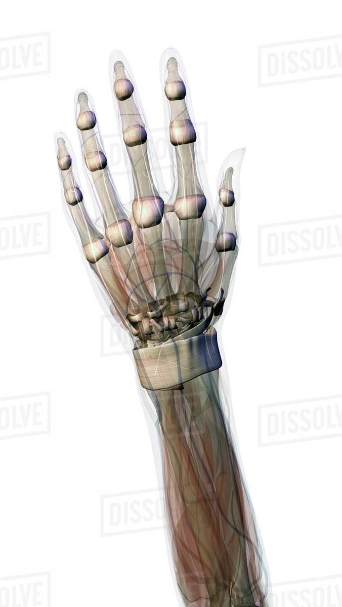 Connective tissue of female hand and wrist anatomy, Female hand and