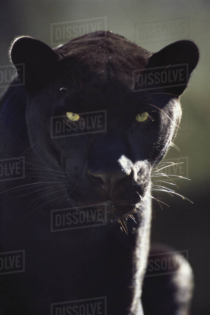 Closeup of a Black Leopard Stock Photo Dissolve