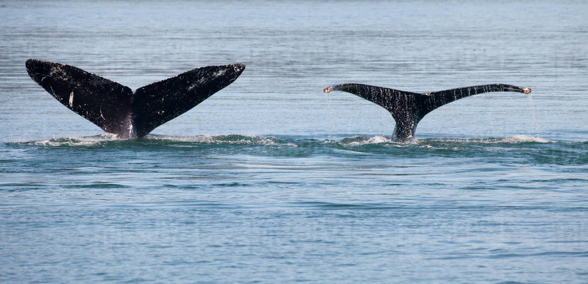 Humpback whales (Megaptera novaeangliae) breaching in the sea, Cross