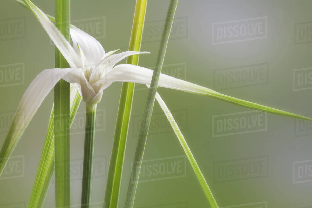 White Topped Sedge (Dichromena colorata) known as Star Grass or Star
