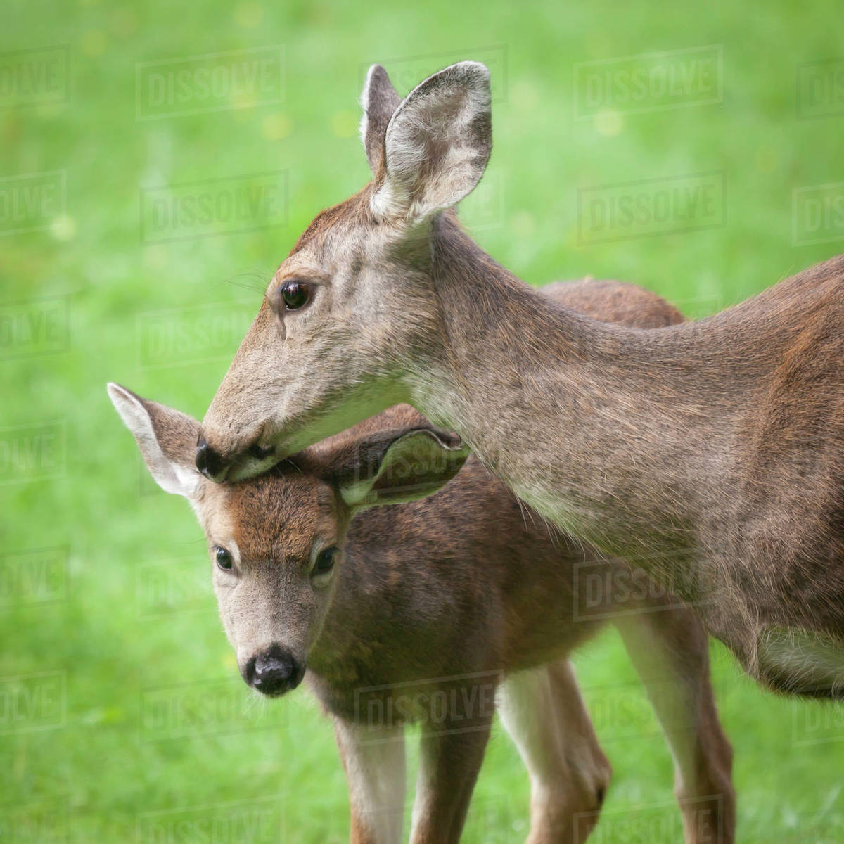 USA, Mother blacktail deer (Odocoileus columbianus) and her fawn