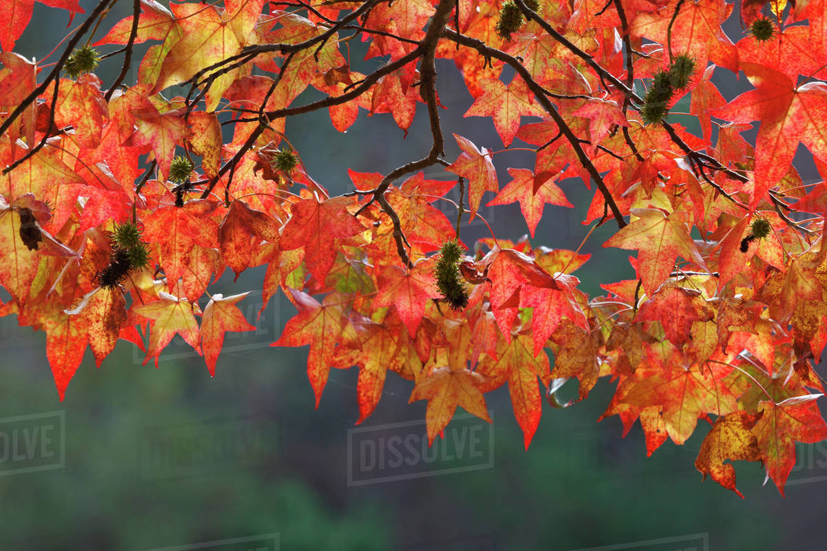Sweet gum leaves glowing in sun, Guillemot Cove Nature Reserve, Seabeck