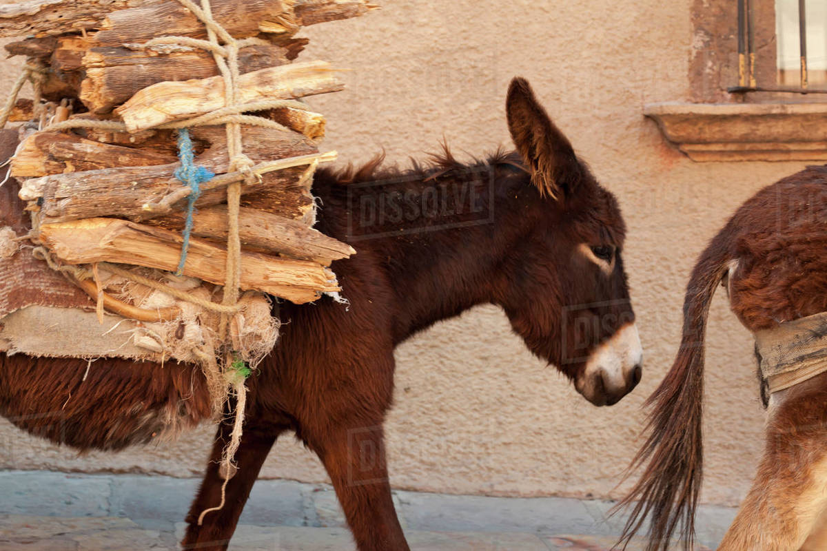 Mexico, Guanajuato, San Miguel de Allende, Donkeys carrying firewood