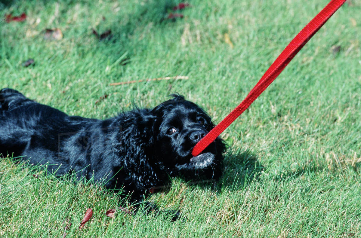 American Cocker Spaniel outside laying in grass chewing on red leash