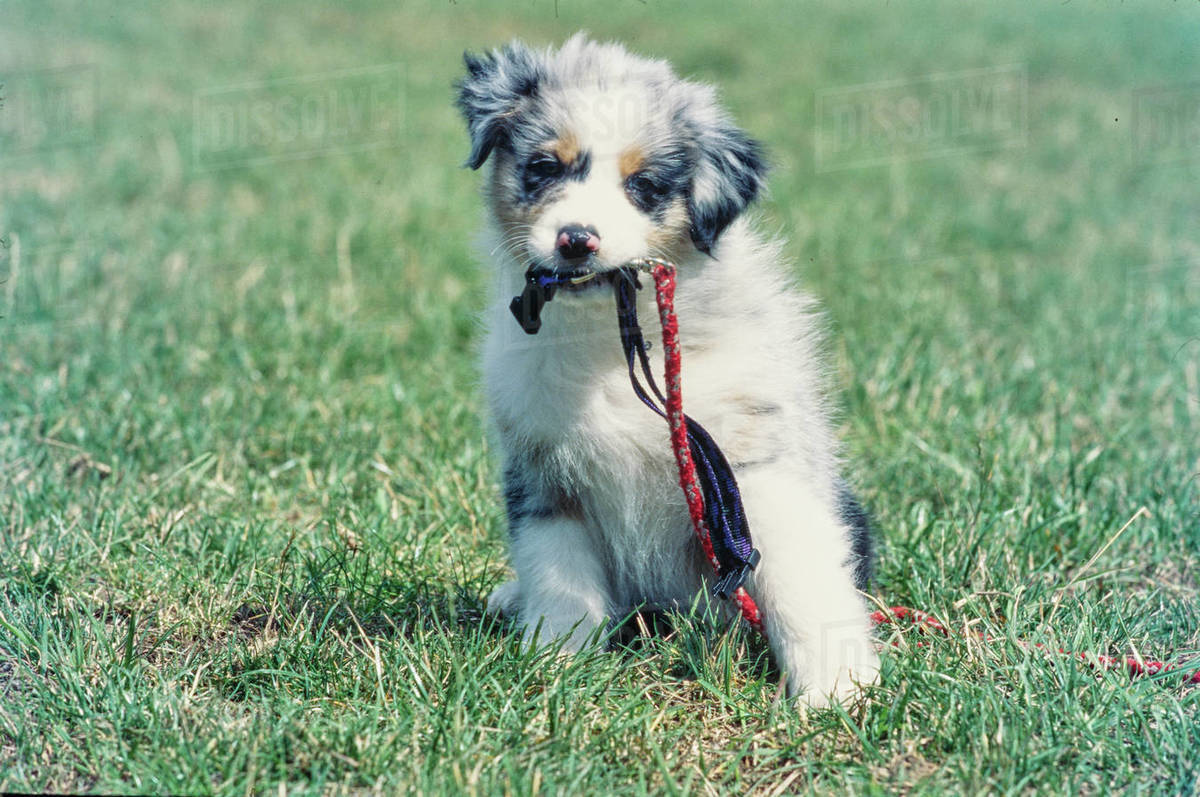 What Size Collar For Australian Shepherd Puppy