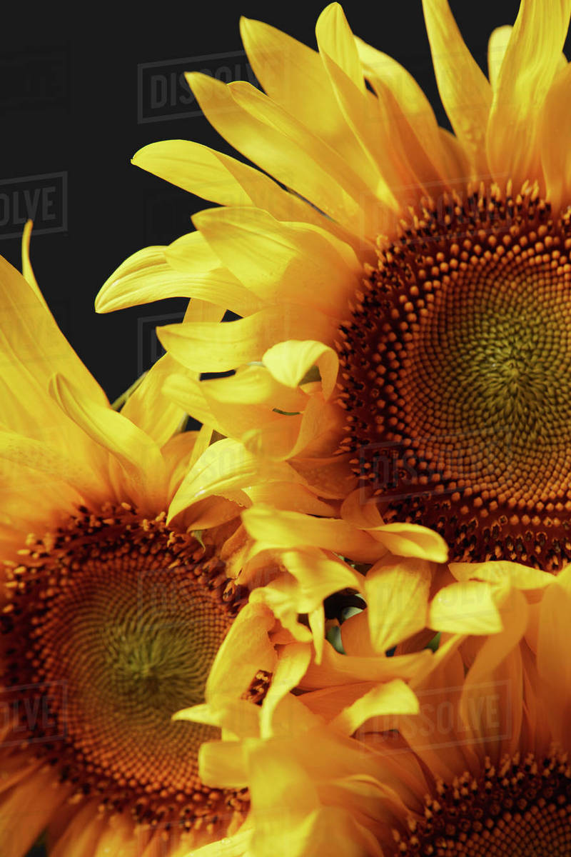 Beautiful summer fragrant yellow sunflowers background, isolated on