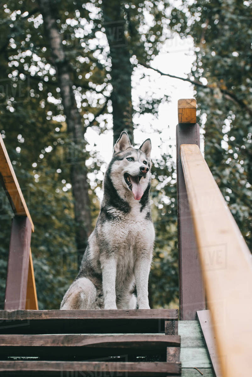 Grey husky dog training on agility ground Stock Photo Dissolve