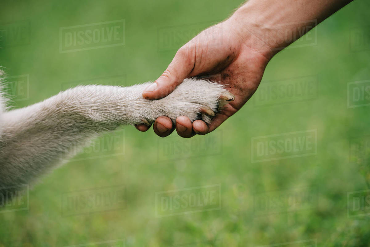 Cropped view of man holding paw of dog, friendship concept Stock