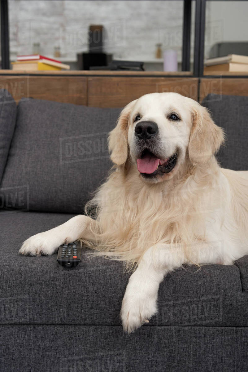 cute golden retriever lying on couch with tv remote control Stock