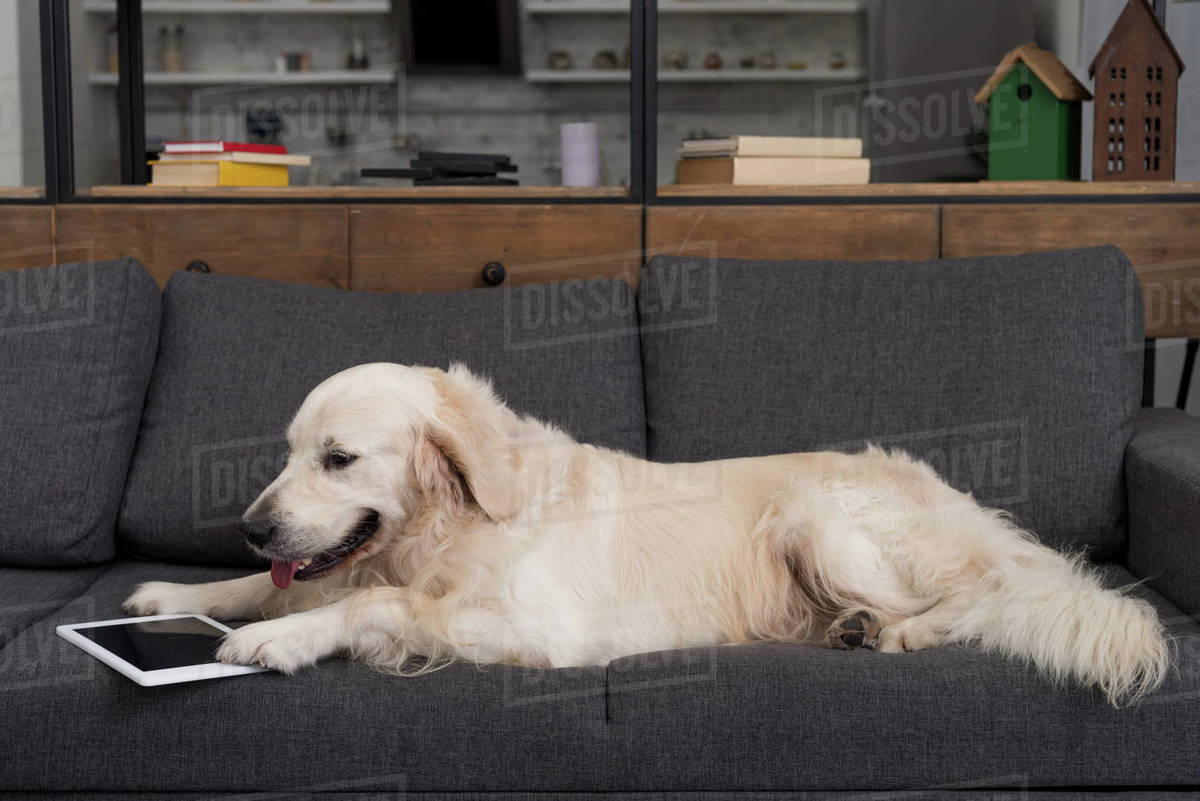 cute golden retriever lying on couch with tablet Stock Photo Dissolve