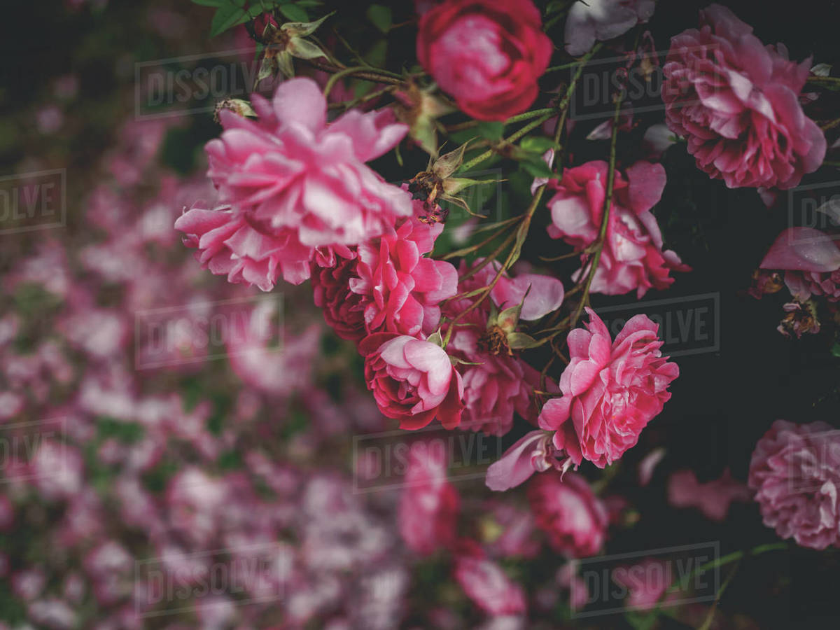 Selective focus of beautiful pink roses in garden in Stock