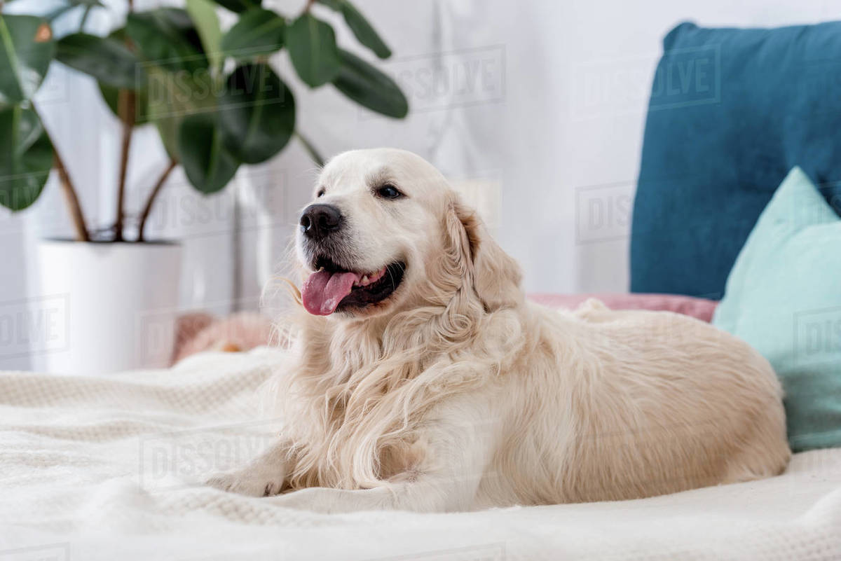 Happy dog with tongue stick out lying on bed with blue pillows Stock