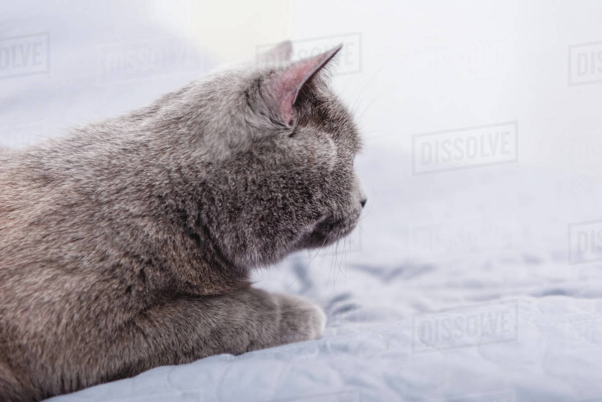 Close Up View Of Cute Grey British Shorthair Cat On Bed Stock