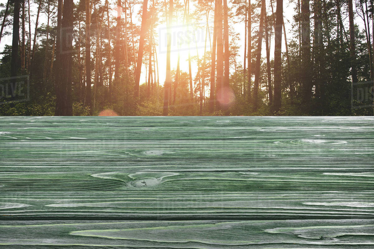 Template of dark green wooden floor with pine tree forest on background