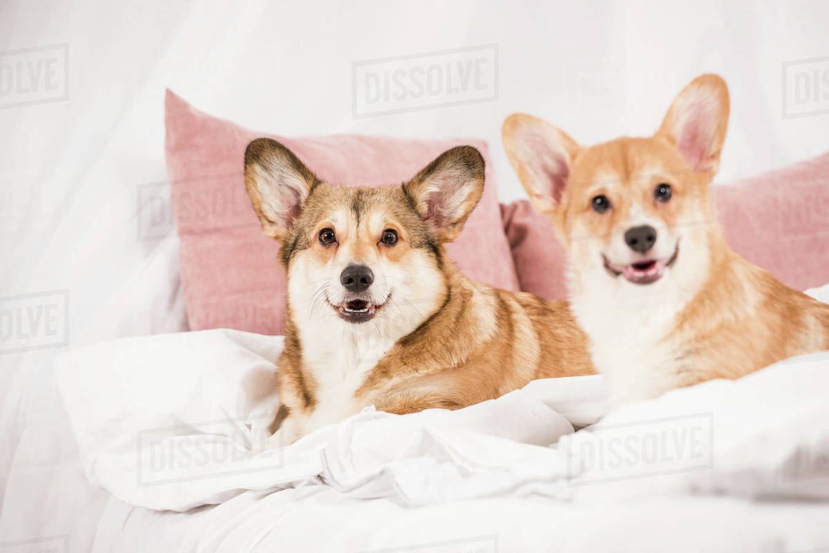 Adorable welsh dogs lying in bed and looking at camera at home
