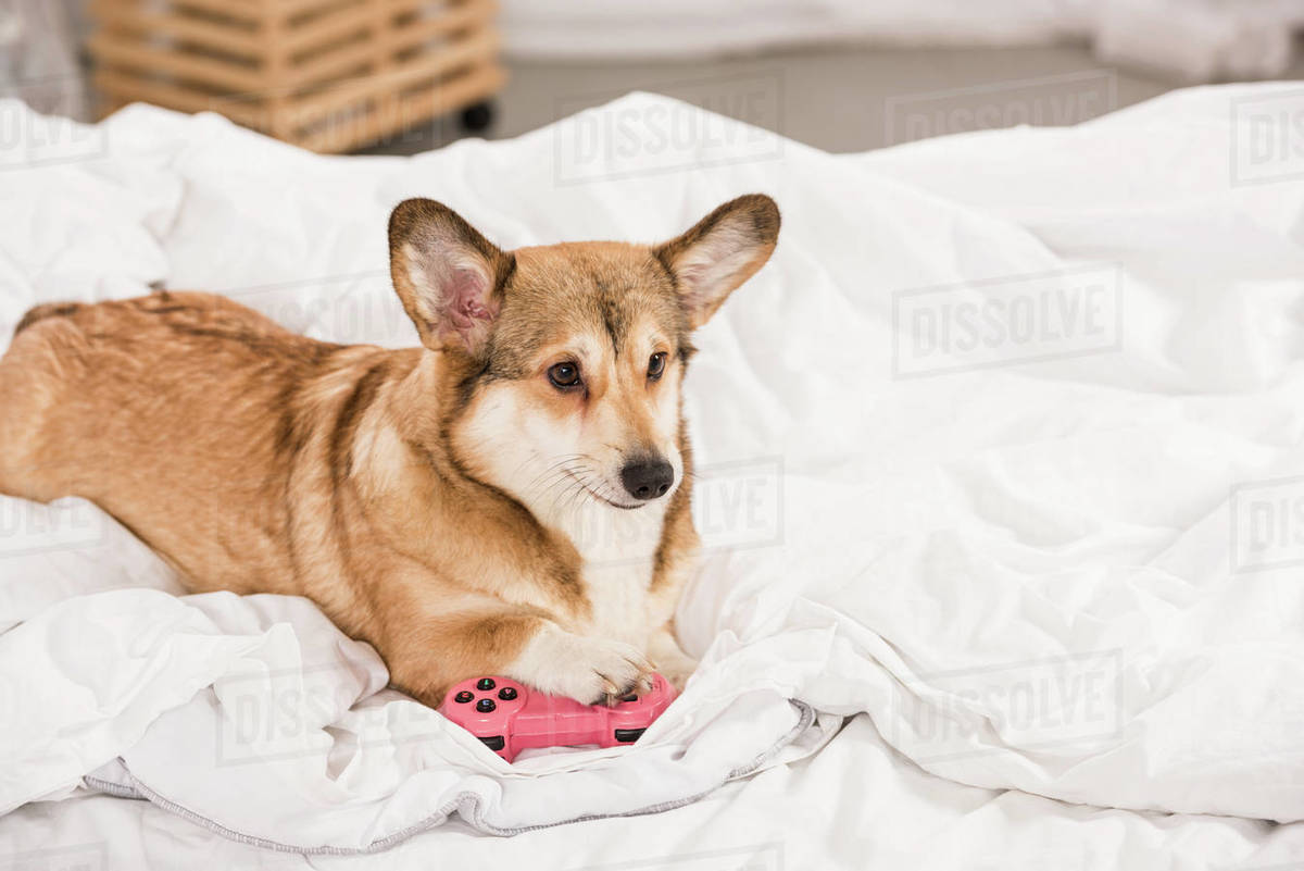 Adorable welsh lying on bed with pink joystick at home Stock
