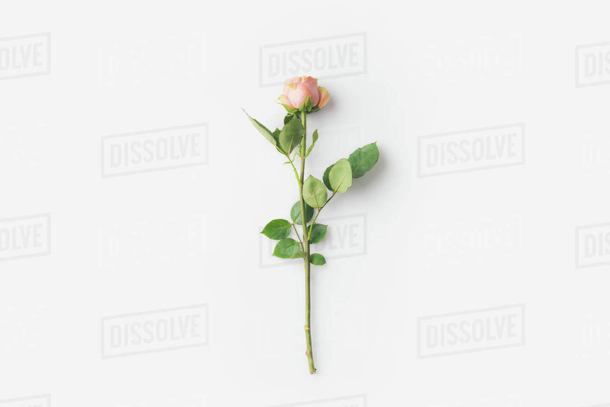 beautiful rose flower with stem isolated on white - Royalty-free Stock ...