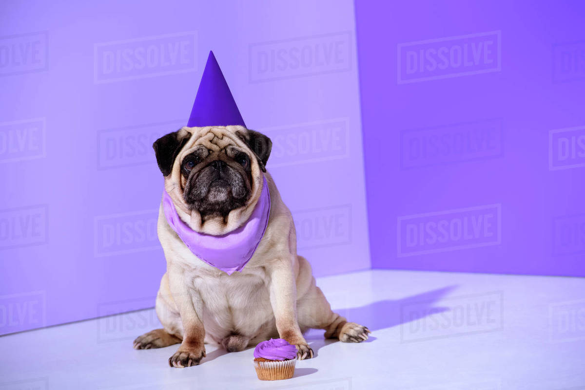 pug party hat