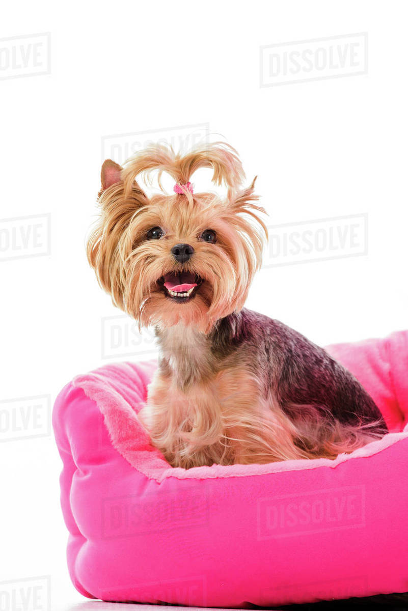yorkie beds