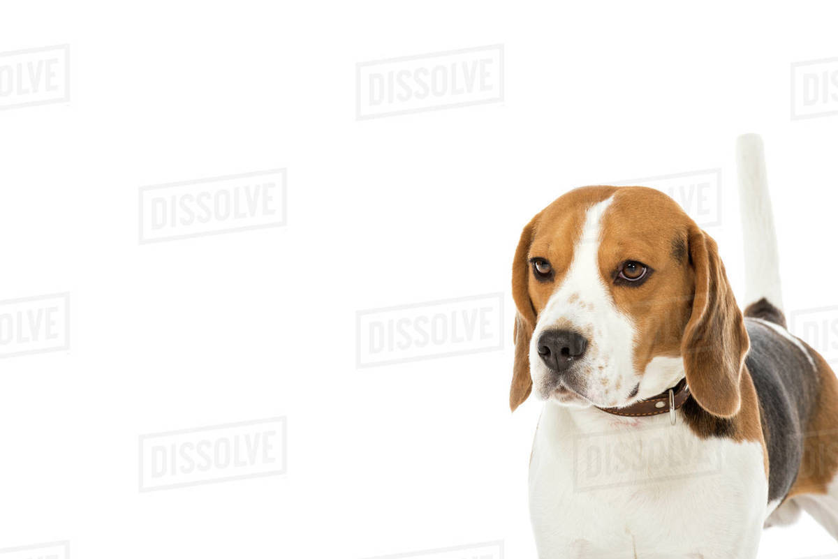 Cute beagle dog in collar looking away isolated on white Stock Photo