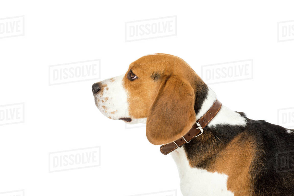 collar size for beagle