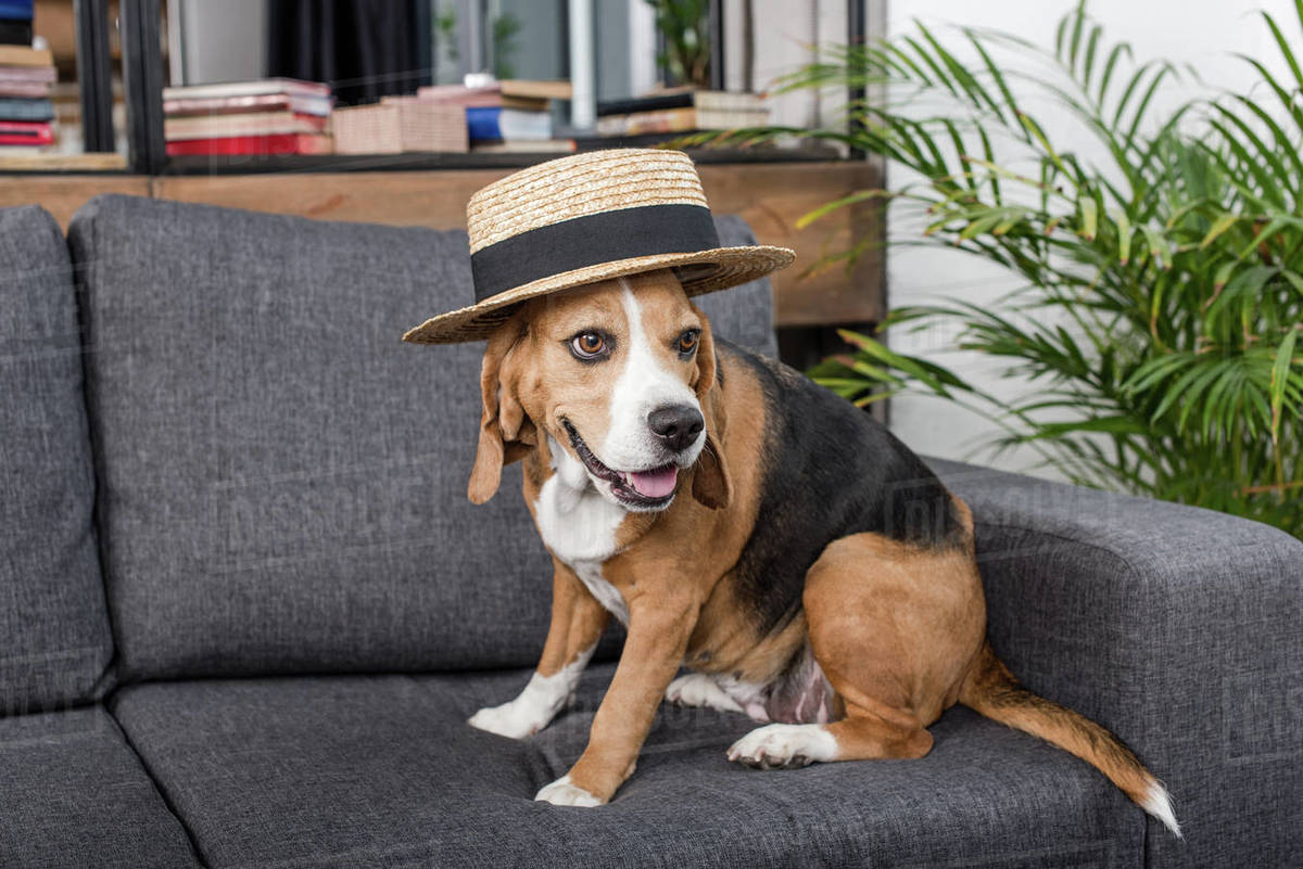 funny beagle dog in straw hat sitting on sofa - Stock Photo - Dissolve