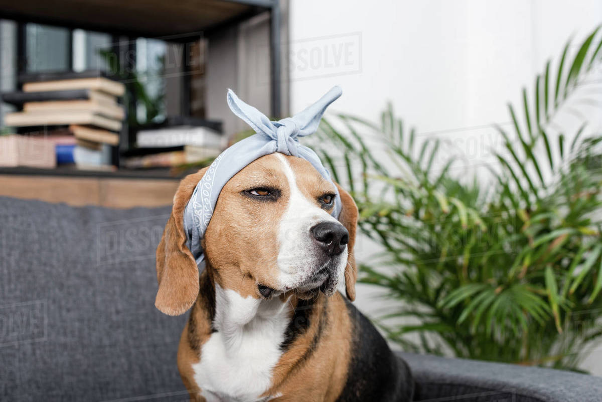 beagle bandana