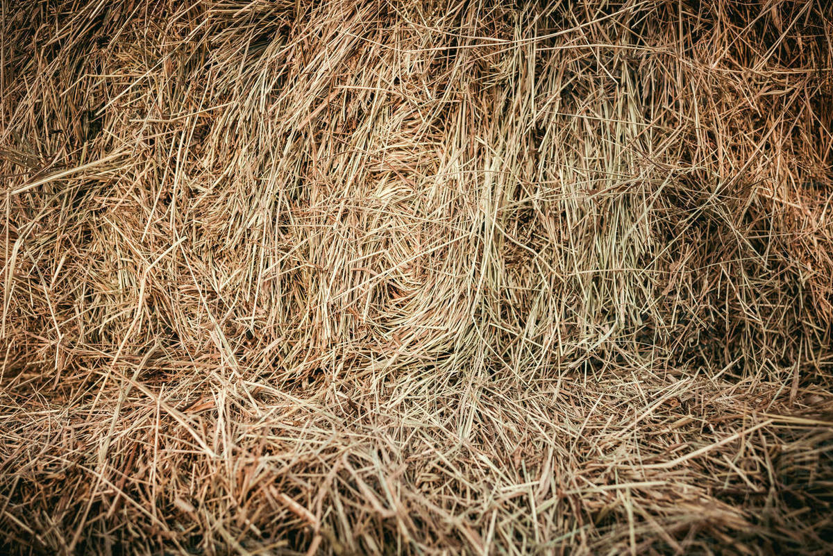 full frame image pile dry grass background stock full frame image pile dry grass background stock