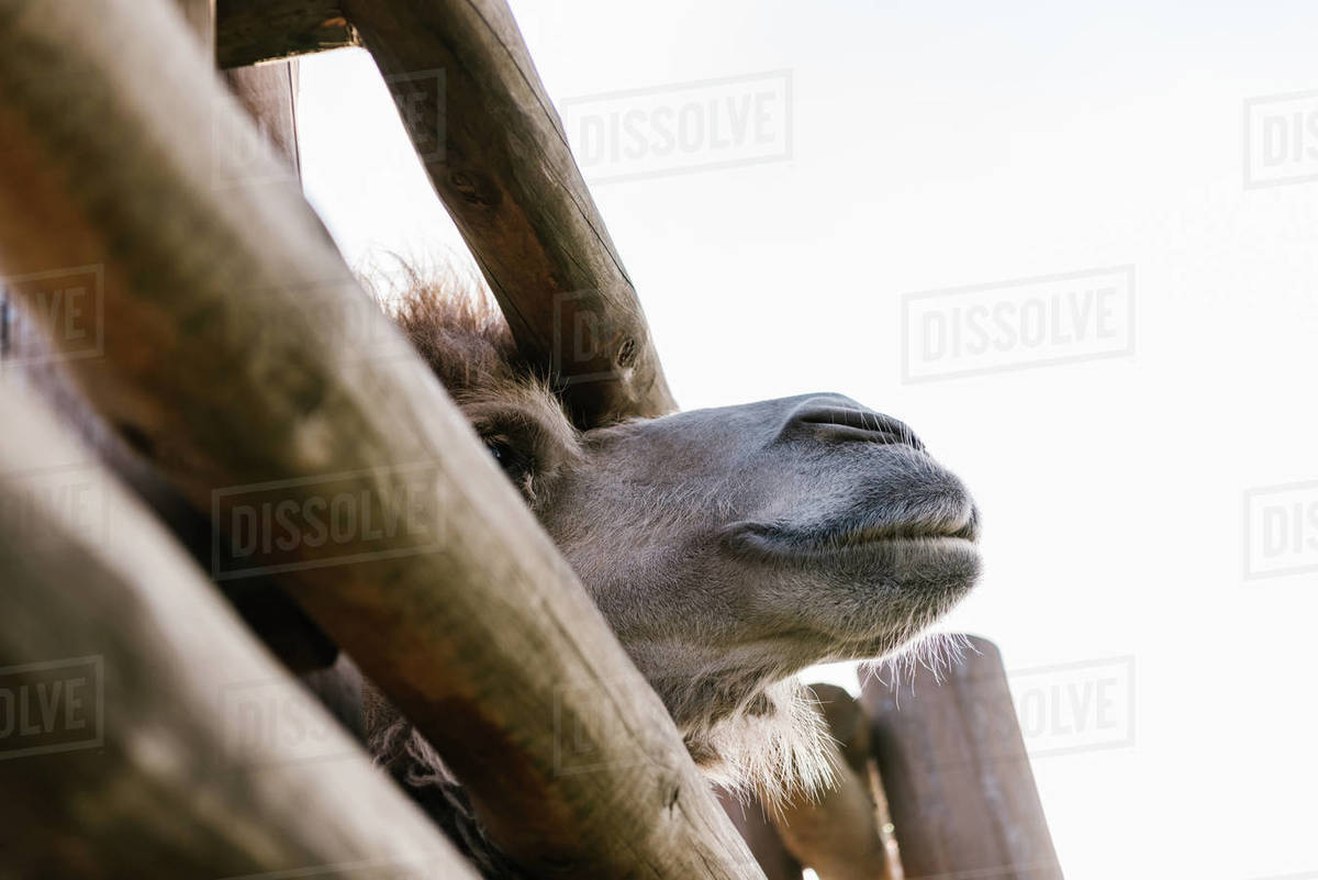 Low angle view of camel muzzle near wooden fence at zoo Stock Photo