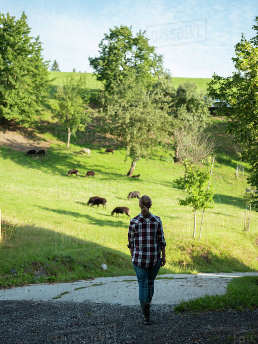 Female farmer walking through farmland to the sheeps Stock Photo