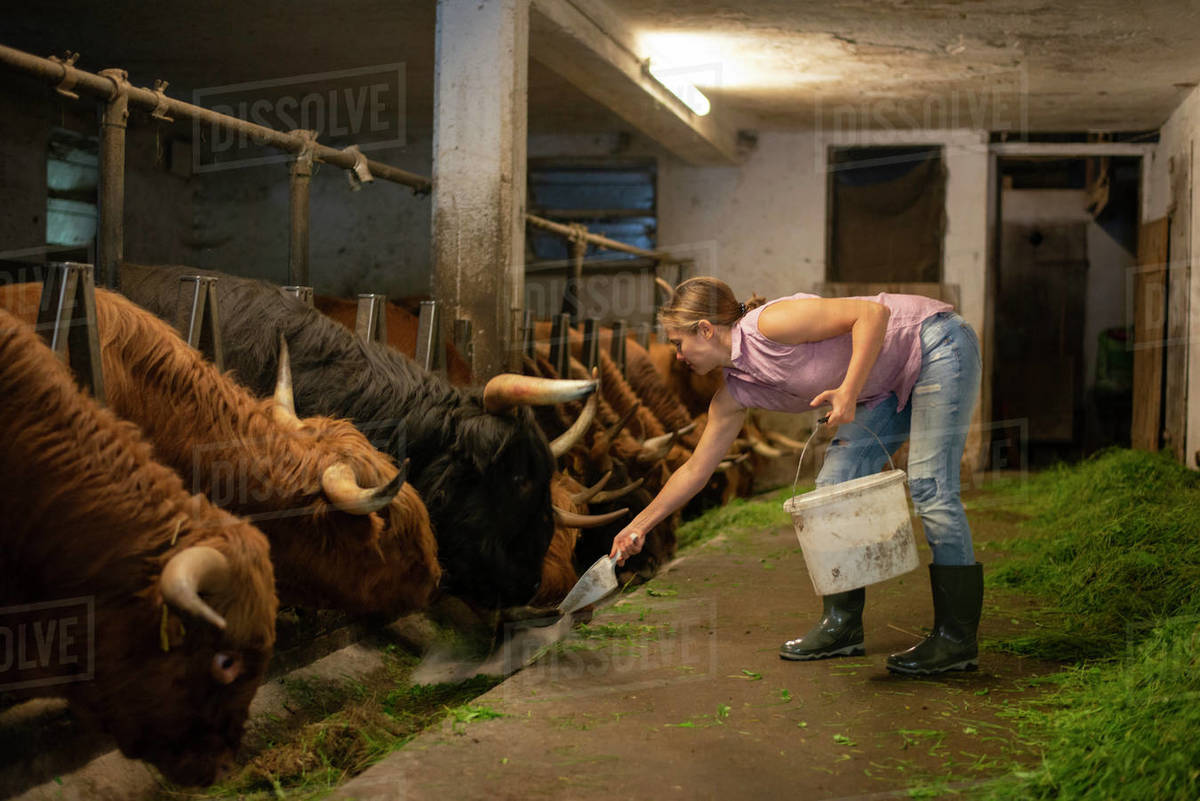 Woman with a bucket of ground corn feeding cows in cowshed Stock