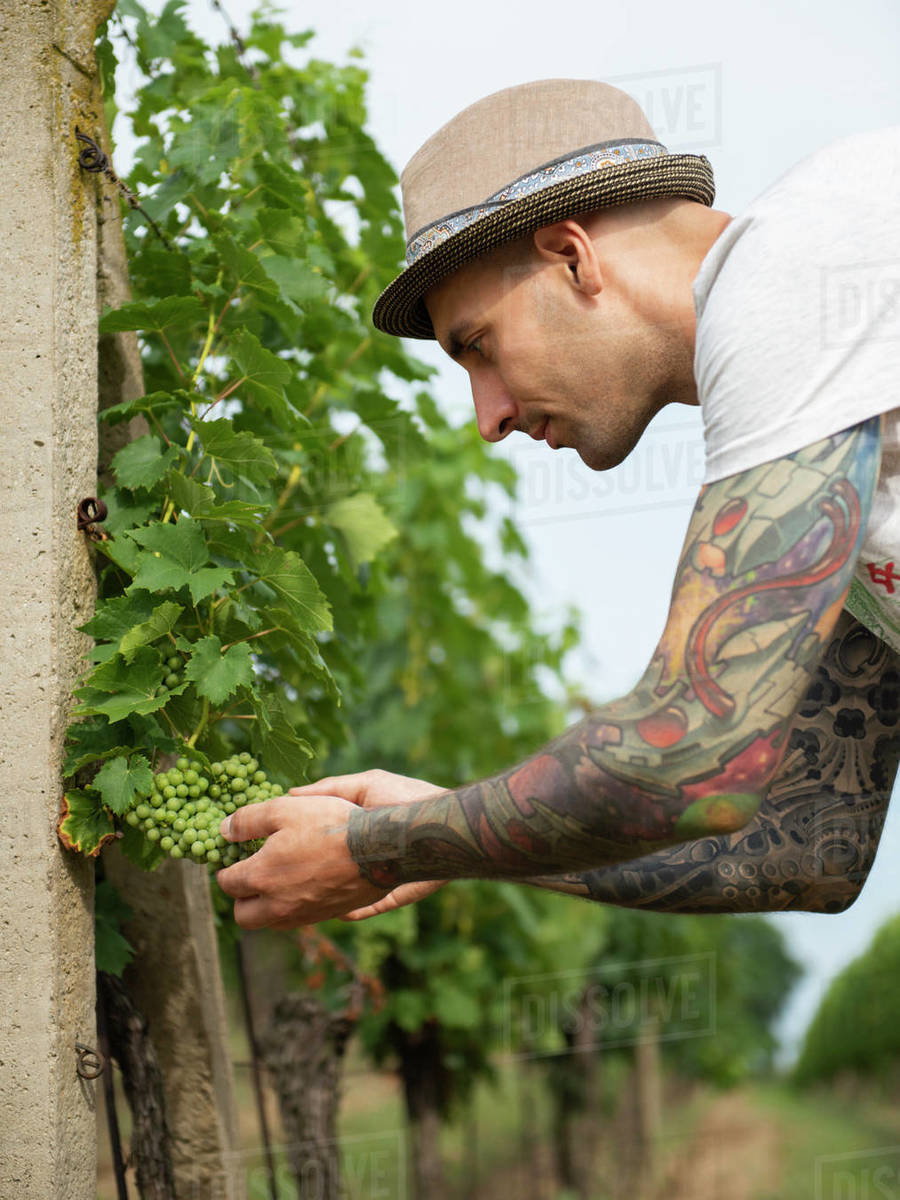 Male grape picker at work selecting bunches of grapes on the vine