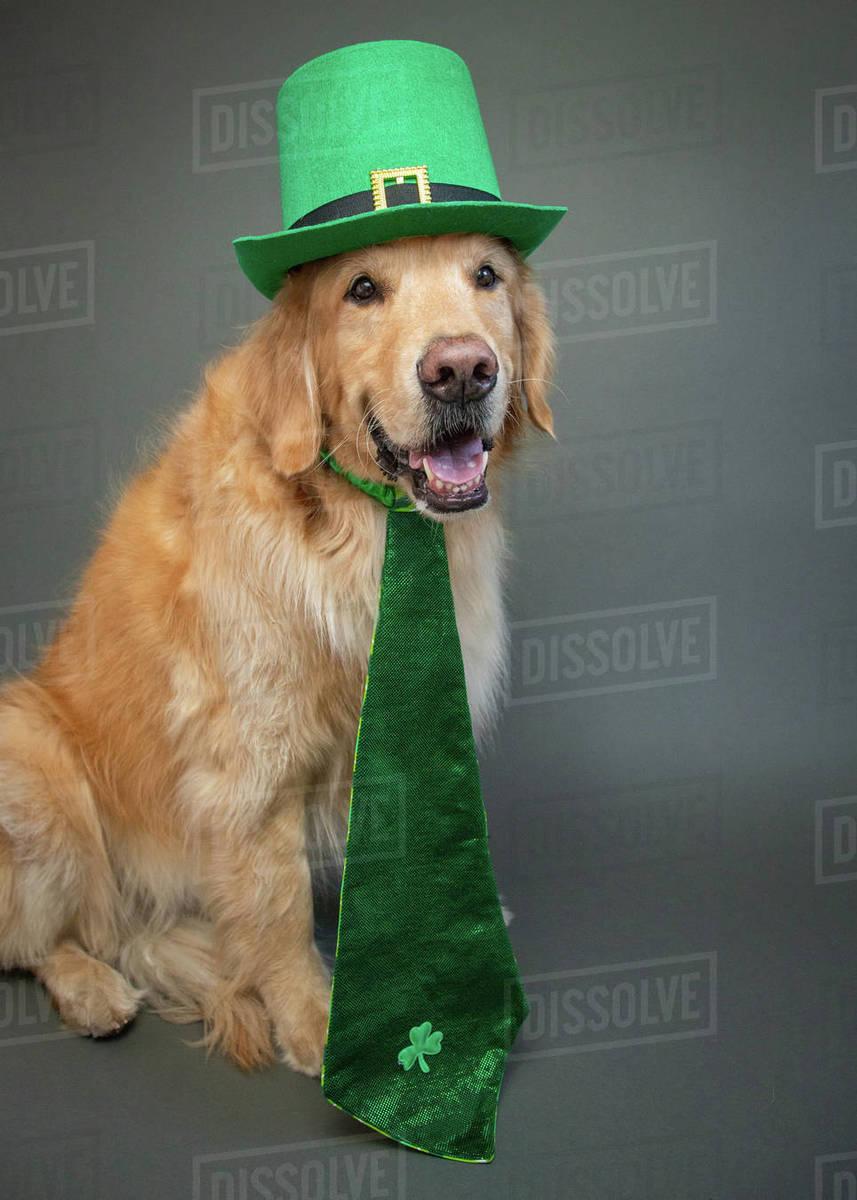 Golden Retriever St. Patrick's Bandanas - Samantha E. Forsyth