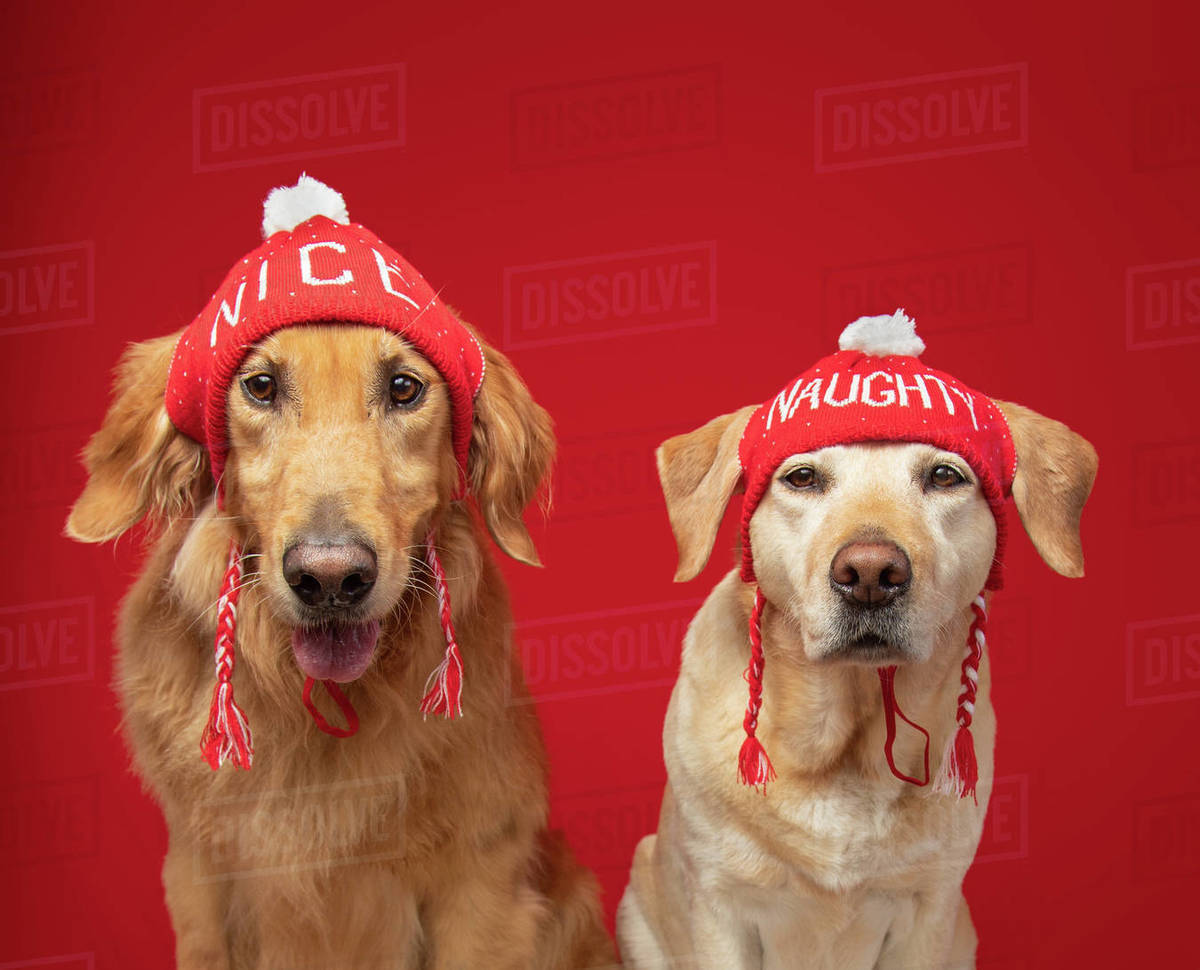 Portrait of a yellow labrador retriever and golden retriever wearing