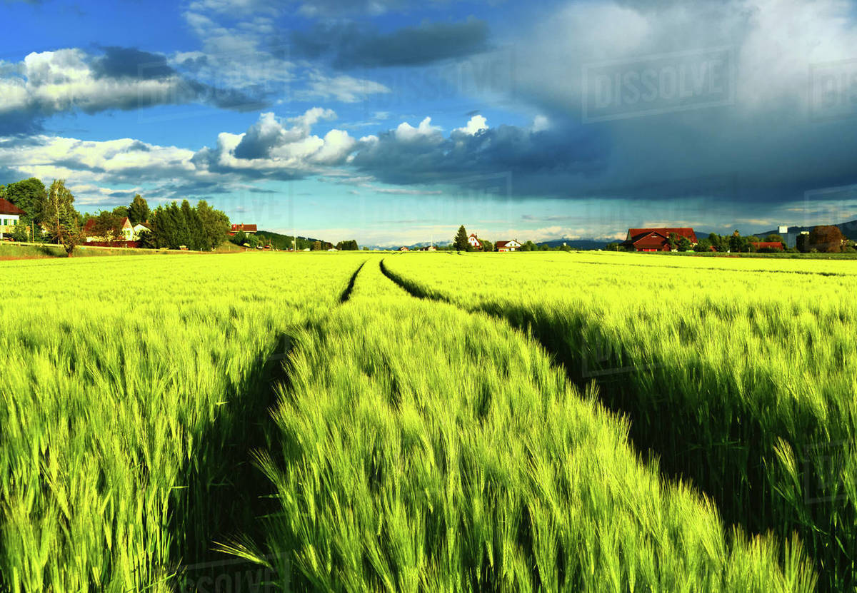 Path through wheat field, Lenzburg, Aargau, Switzerland Stock Photo