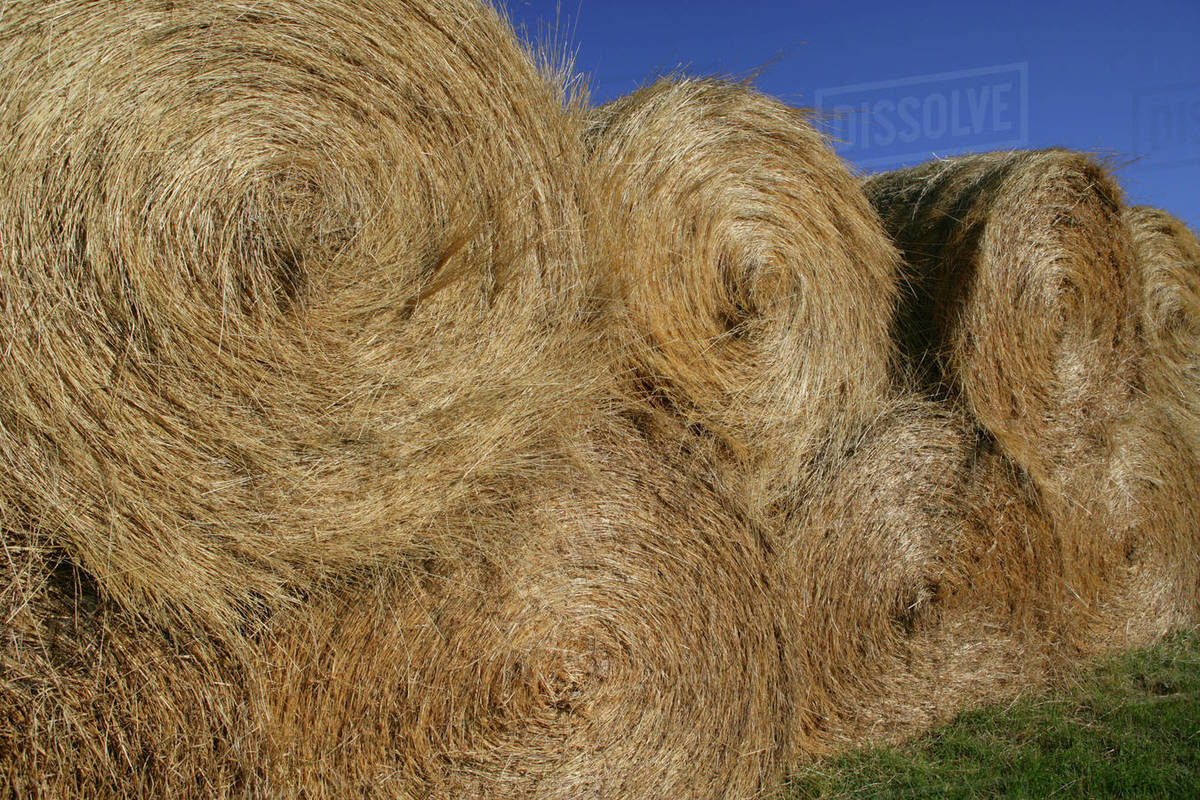 Stack of Round hay bales Stock Photo Dissolve