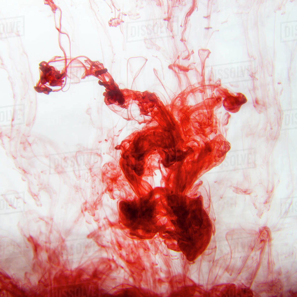 Red ink dissolving in water Stock Photo Dissolve