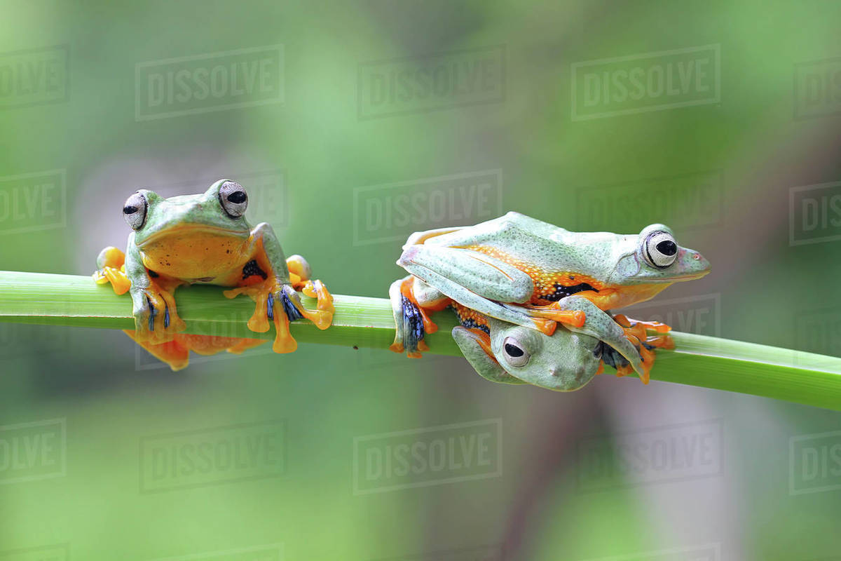 Three javan gliding tree frogs on a plant, Indonesia Stock Photo