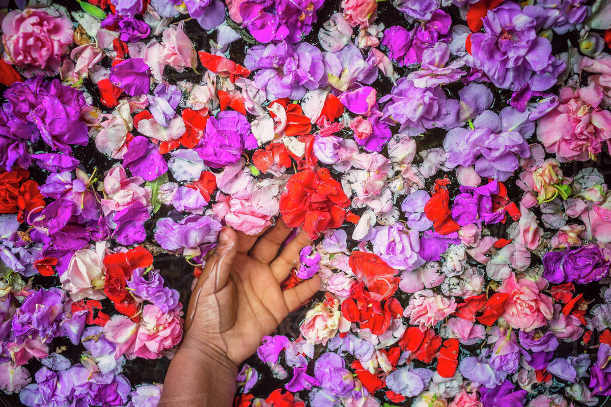 Girl's hand touching flowers floating in water Stock Photo Dissolve