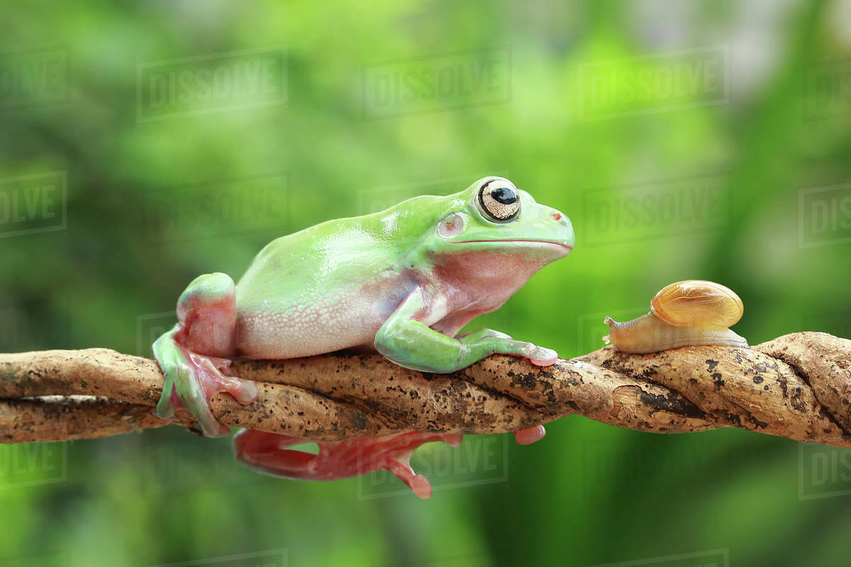 Dumpy frog and snail sitting on a branch, Indonesia - Stock Photo ...